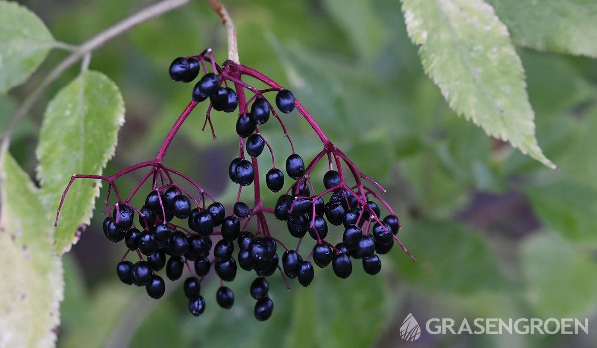 Sambucus • Gras en Groen website