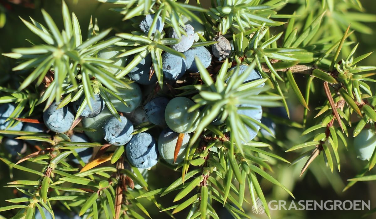 Juniperuscommunis • Gras en Groen website