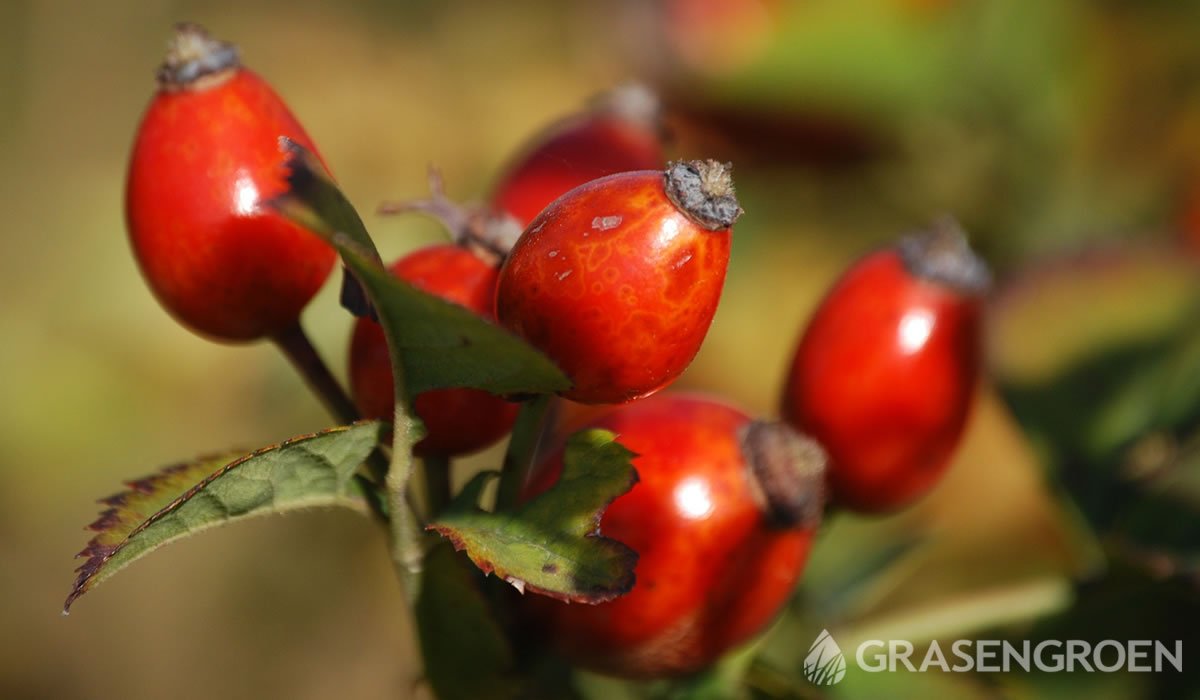 Rosarugosa • Gras en Groen website