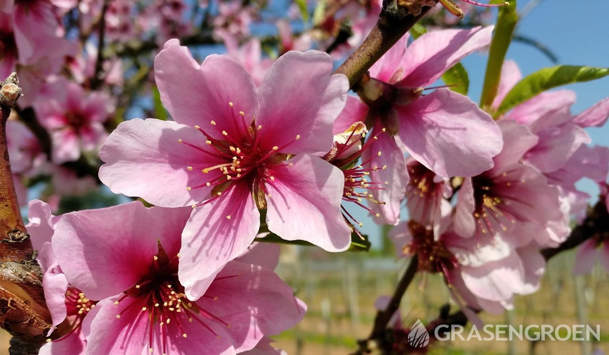 Prunusdulcis • Gras en Groen website