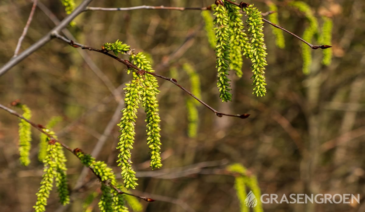 Corylisavelanna • Gras en Groen website