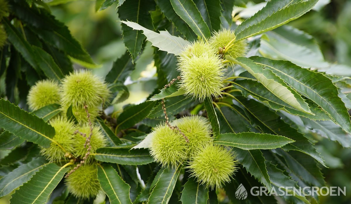 Castaneasativa. • Gras en Groen website