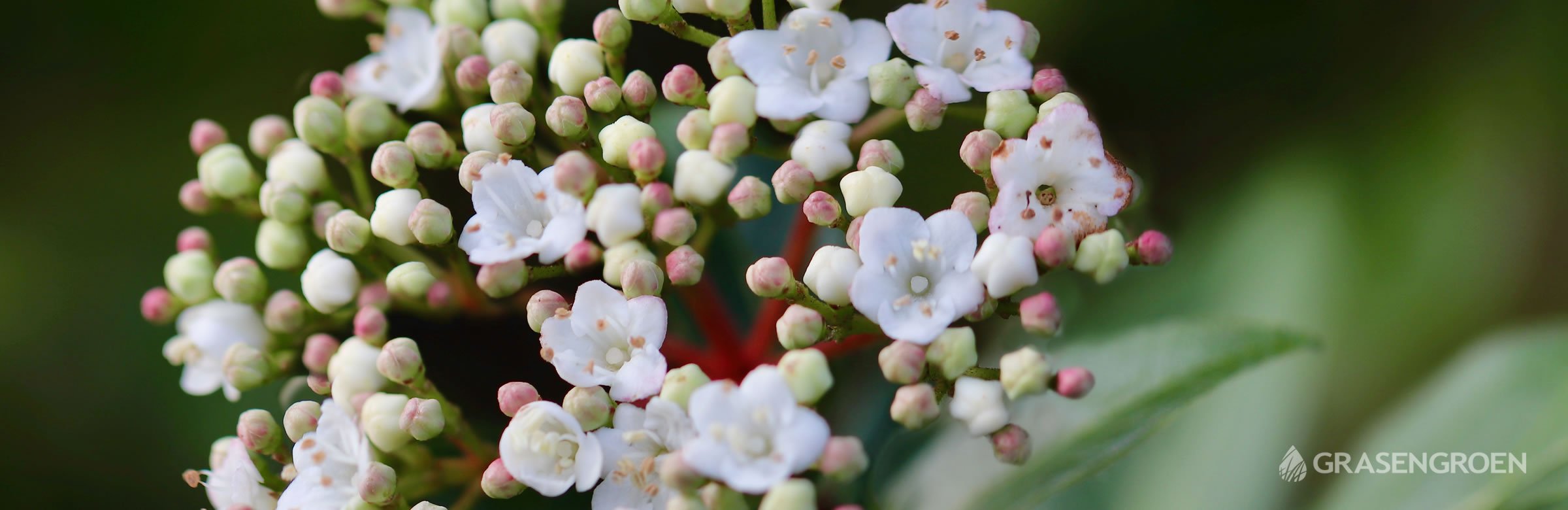 Top10groenblijvendetuinplanten • Gras en Groen website