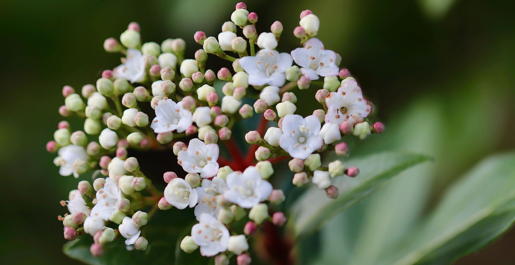 Top10groenblijvendetuinplantenpre • Gras en Groen website