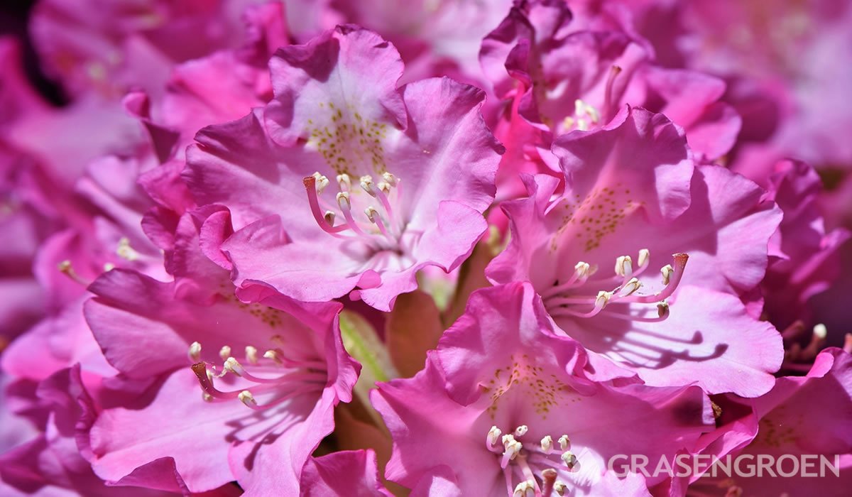 Rhododendron • Gras en Groen website