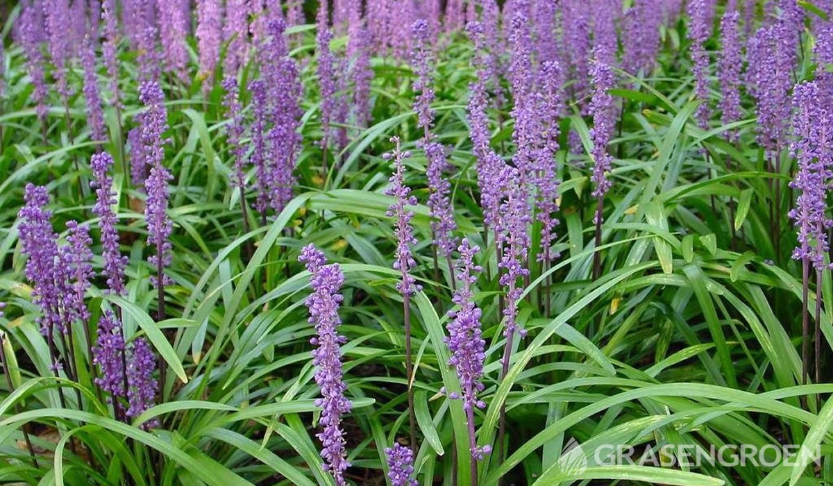 Liriopemuscari • Gras en Groen website