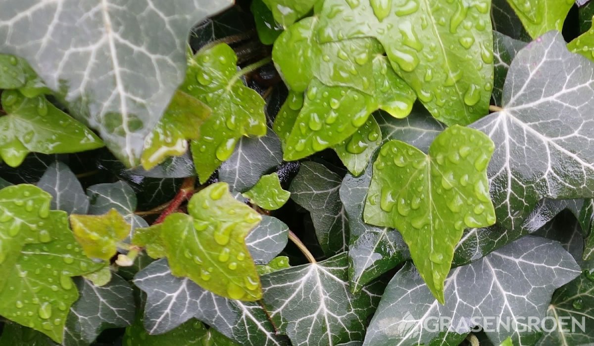 Hedera • Gras en Groen website