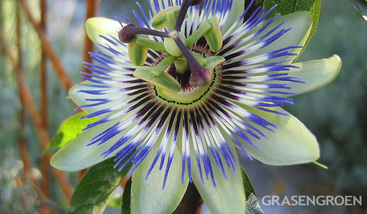 Nu Tussen dubbel Top 10 blauw bloeiende planten l Gras en Groen