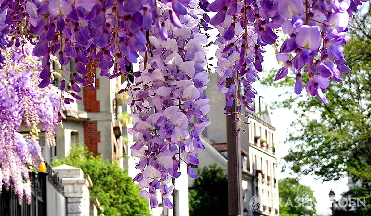 Wisteriasinensis • Gras en Groen website