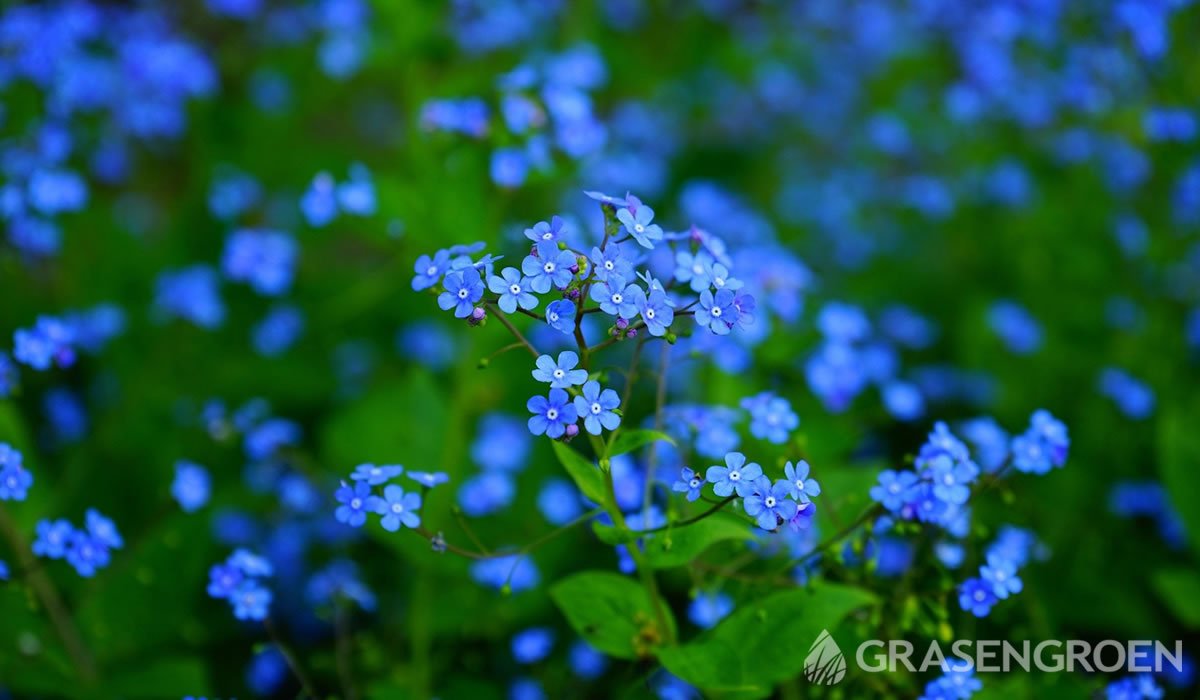 Nu Tussen dubbel Top 10 blauw bloeiende planten l Gras en Groen