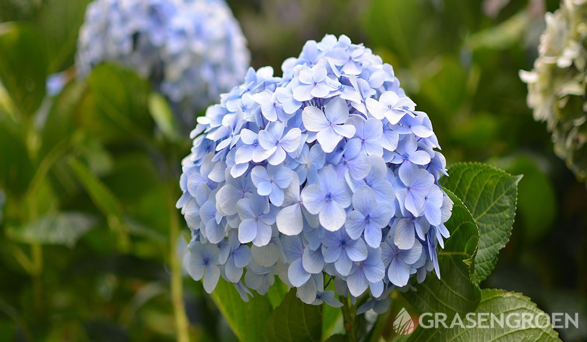 Top 10 blauw bloeiende planten Gras en Groen