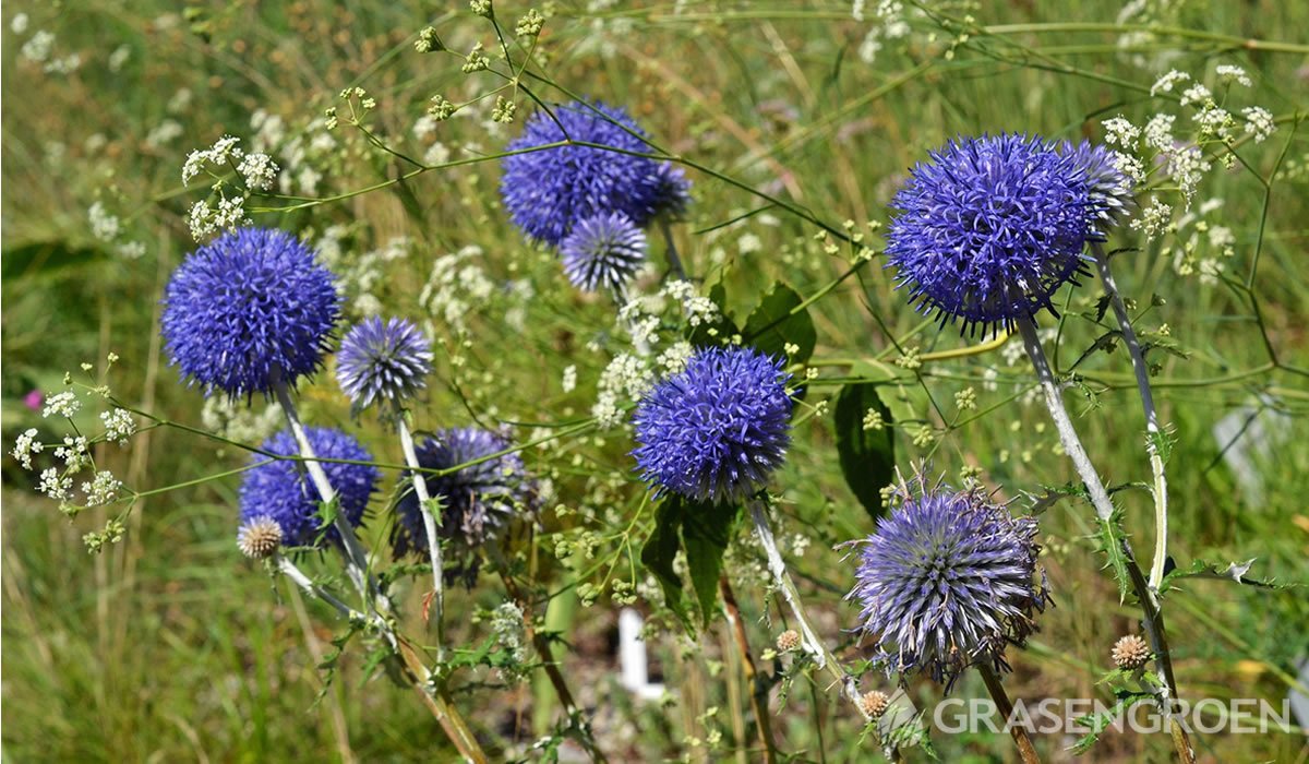 Echinopsritro • Gras en Groen website