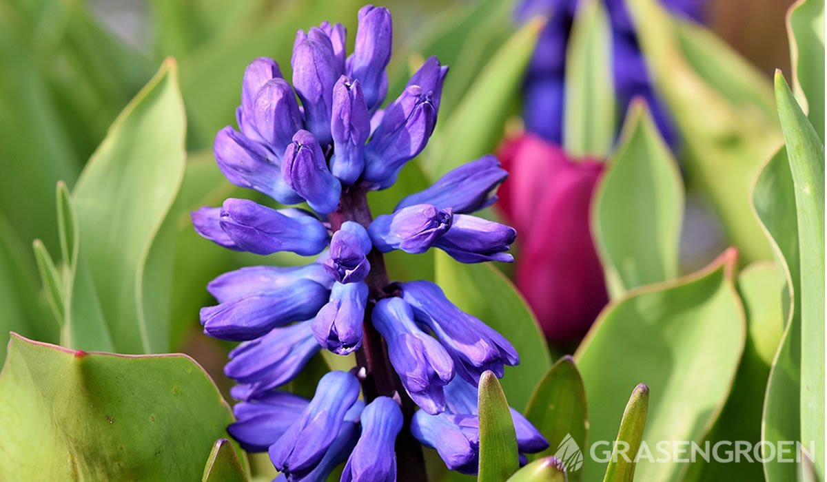 Hyacinthus, • Gras en Groen website