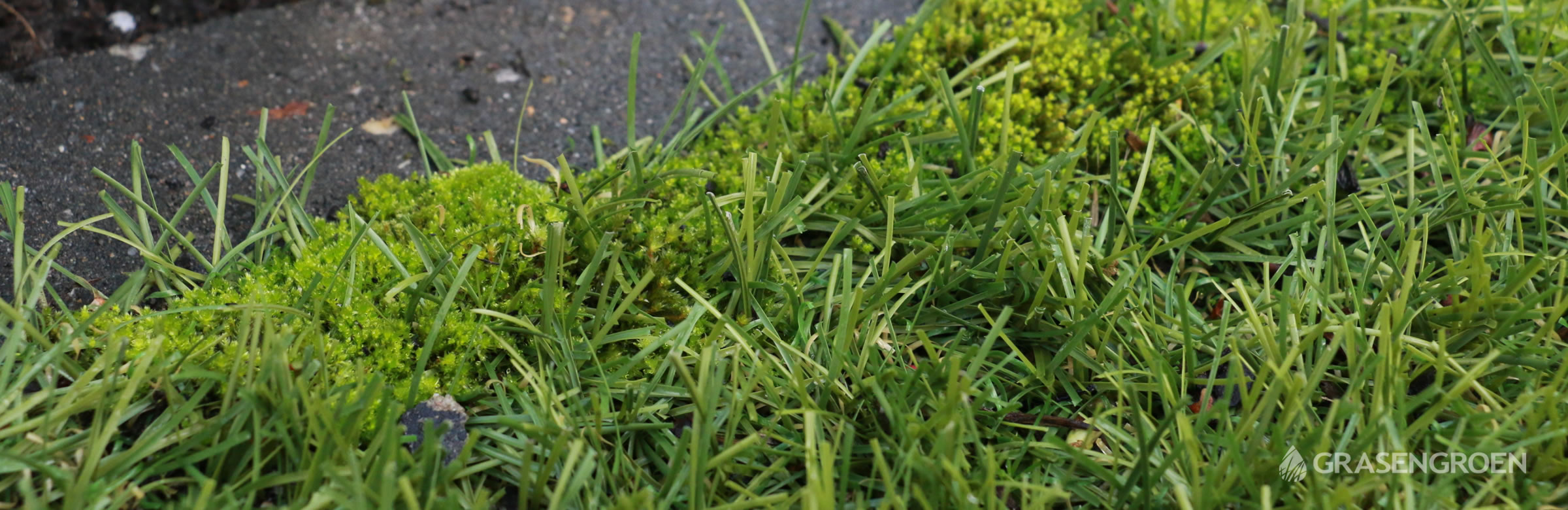 Mosinkunstgrasverwijderen • Gras en Groen website