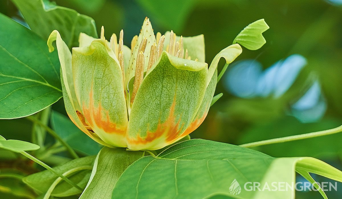 Liriodendrontulipifera • Gras en Groen website