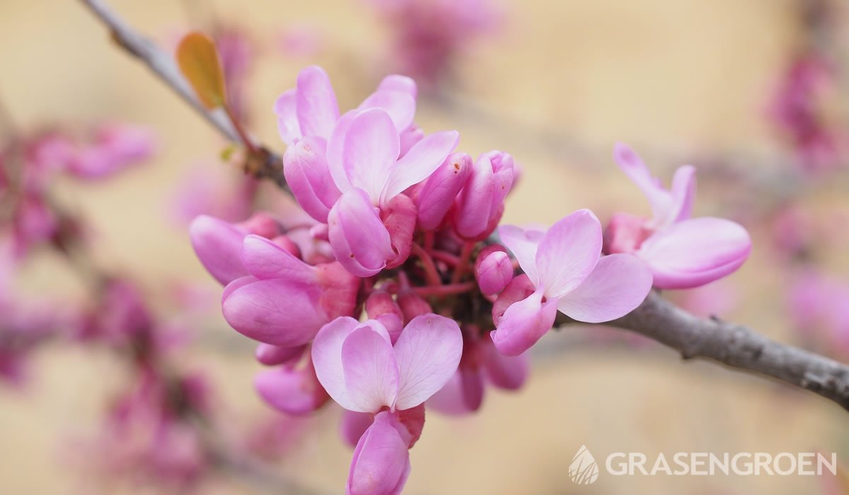 Judasboomcercis • Gras en Groen website