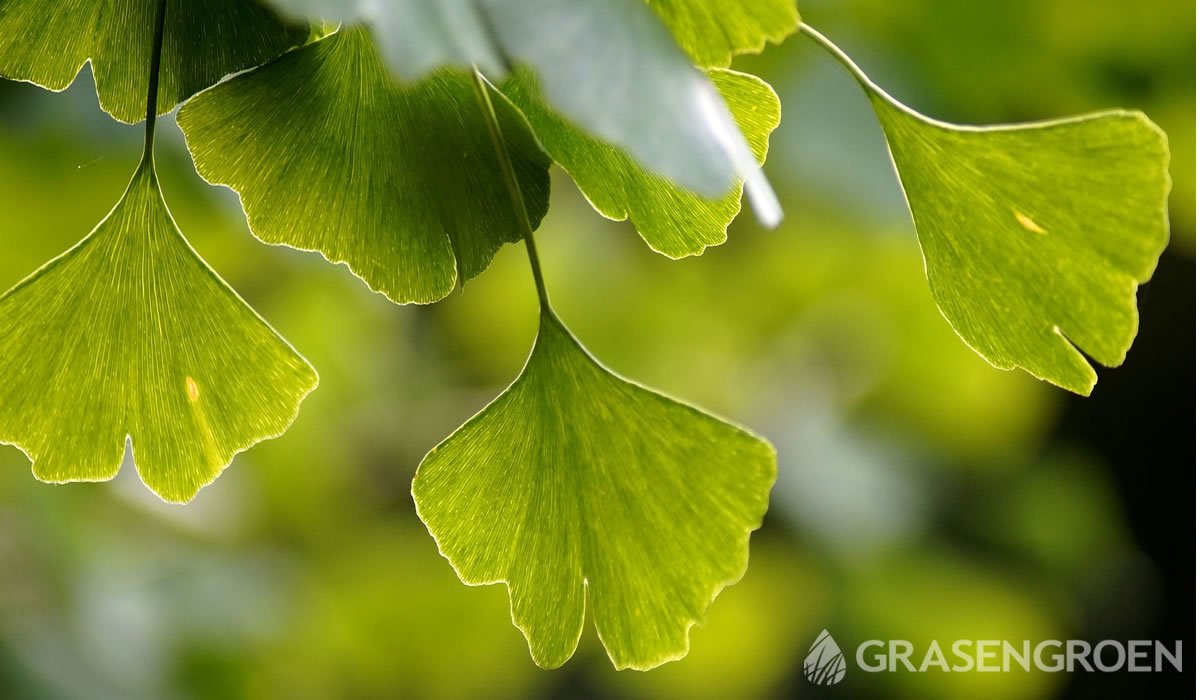 Ginkgo biloba • Gras en Groen website