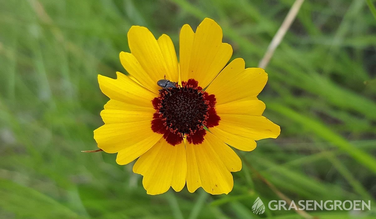 Coreopsistinctoria • Gras en Groen website