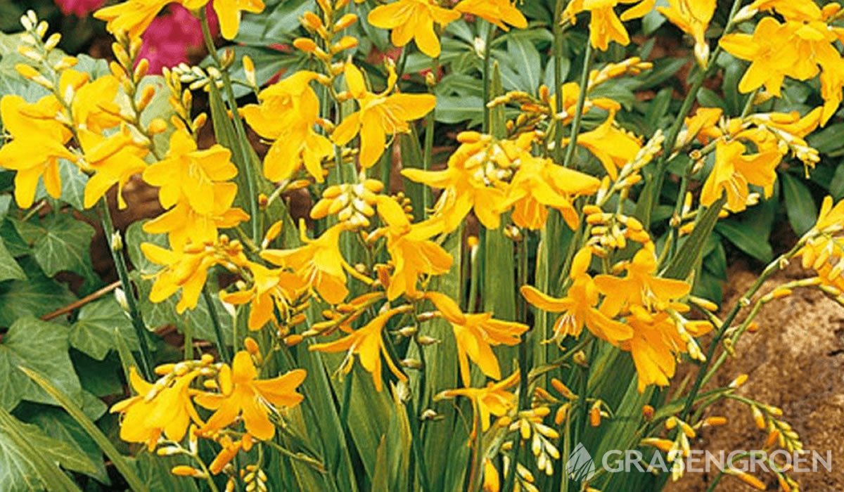 Crocosmia • Gras en Groen website