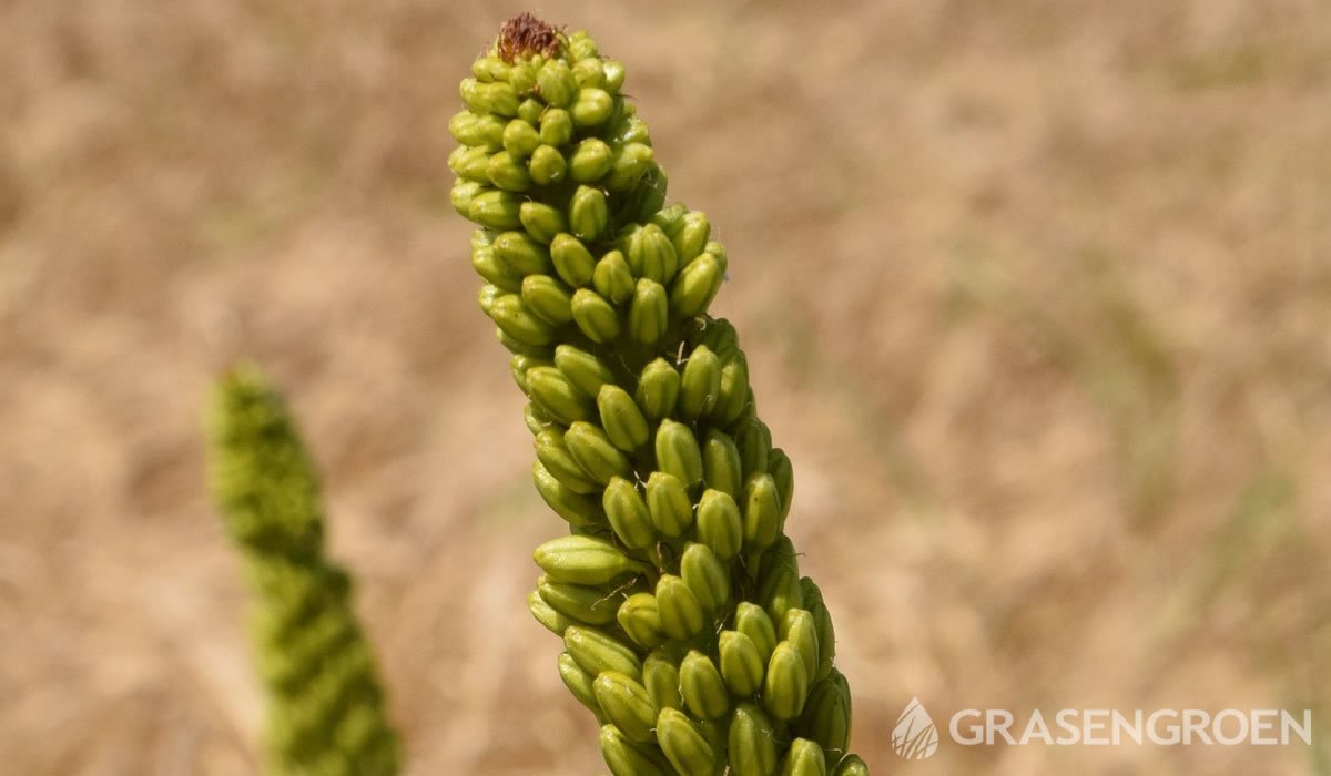 Eremurusstenophyllus • Gras en Groen website