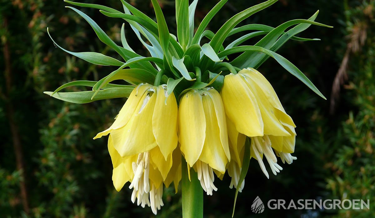 Fritillariaimperialis • Gras en Groen website