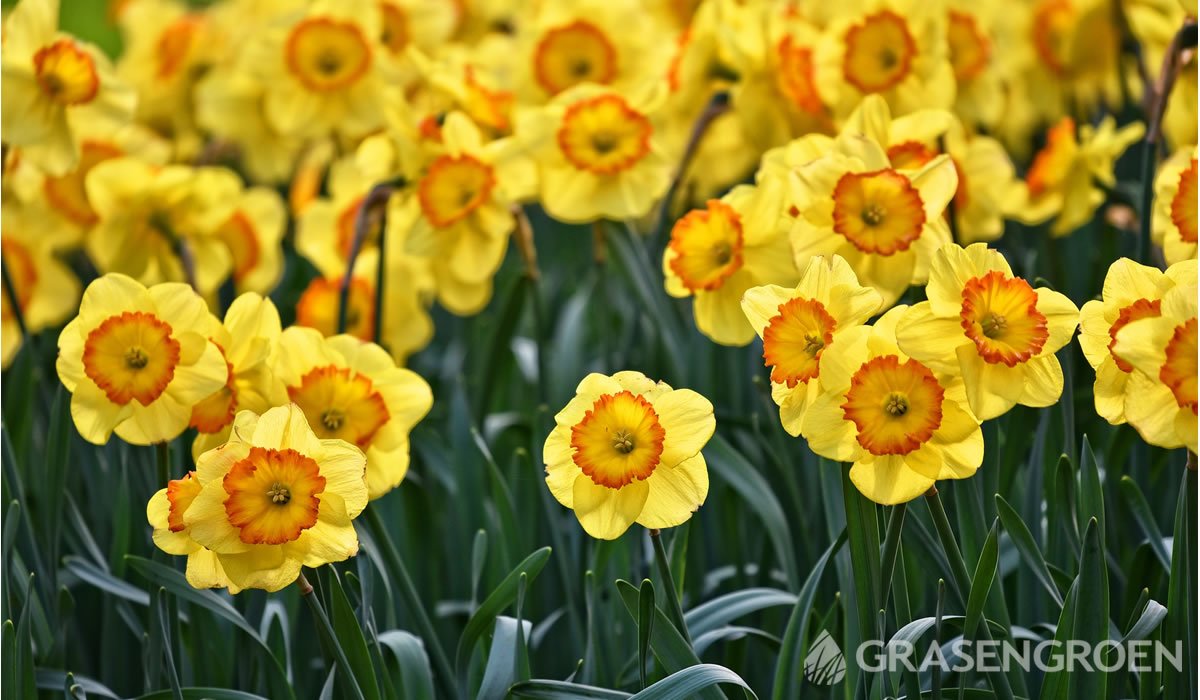 Narcissus • Gras en Groen website