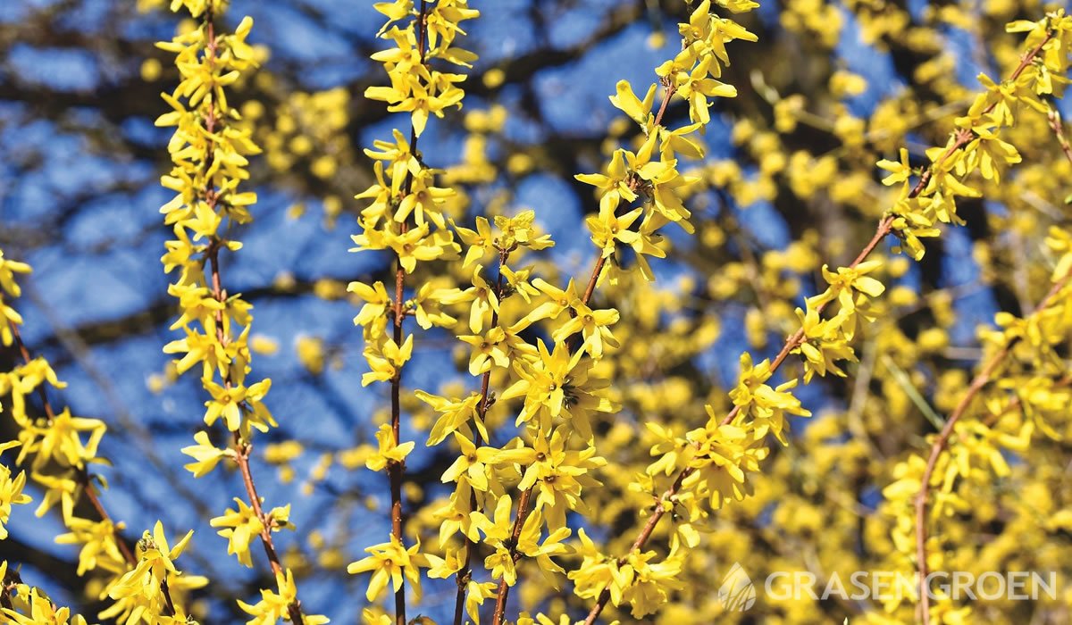 Forsythia • Gras en Groen website