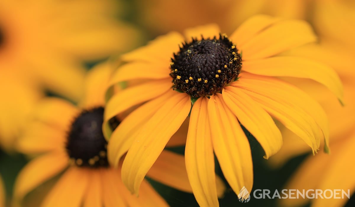 Rudbeckia • Gras en Groen website