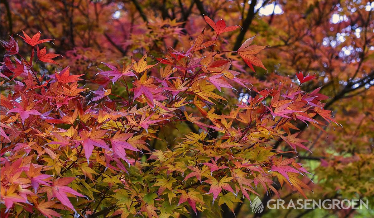 Acerpalmatum • Gras en Groen website