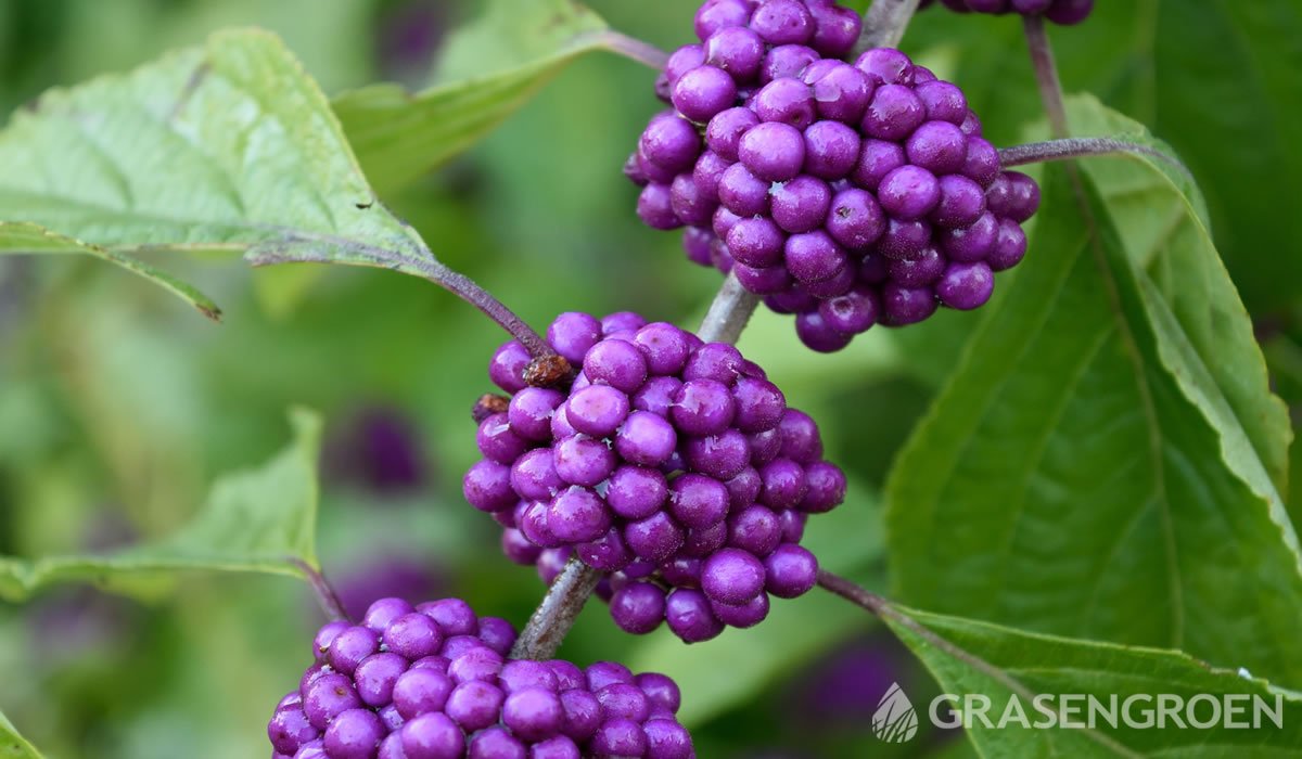 Callicarpa • Gras en Groen website