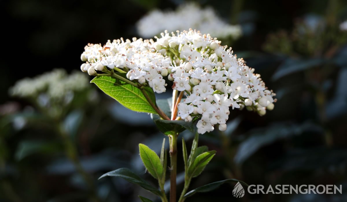 Viburnumdavidiiviburnum • Gras en Groen website