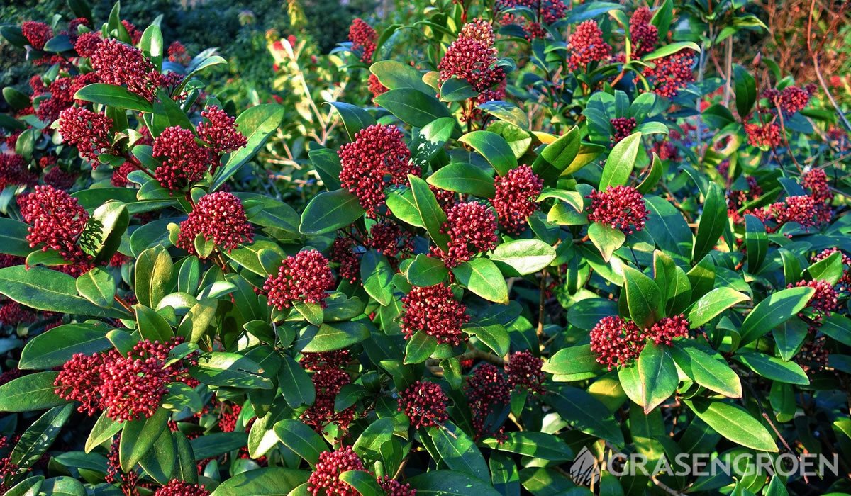 Skimmia • Gras en Groen website