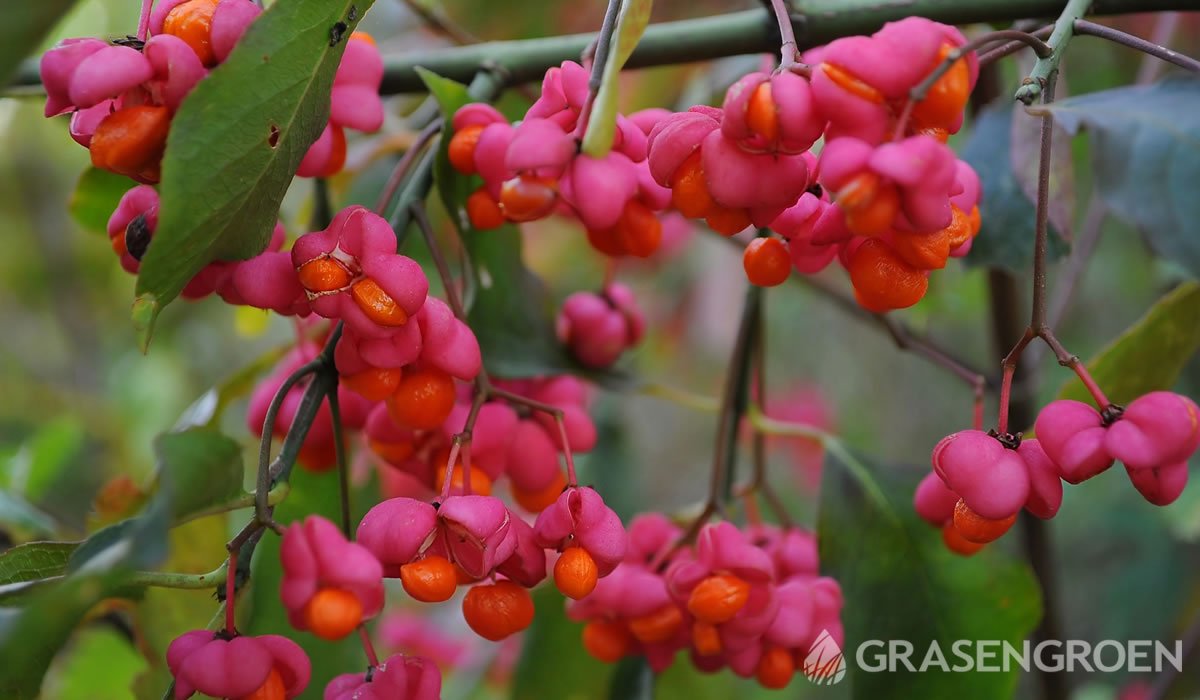 Euonymus • Gras en Groen website