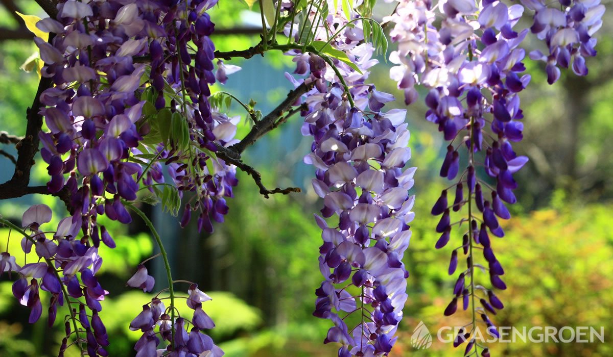 Wisteriaklimplanten • Gras en Groen website