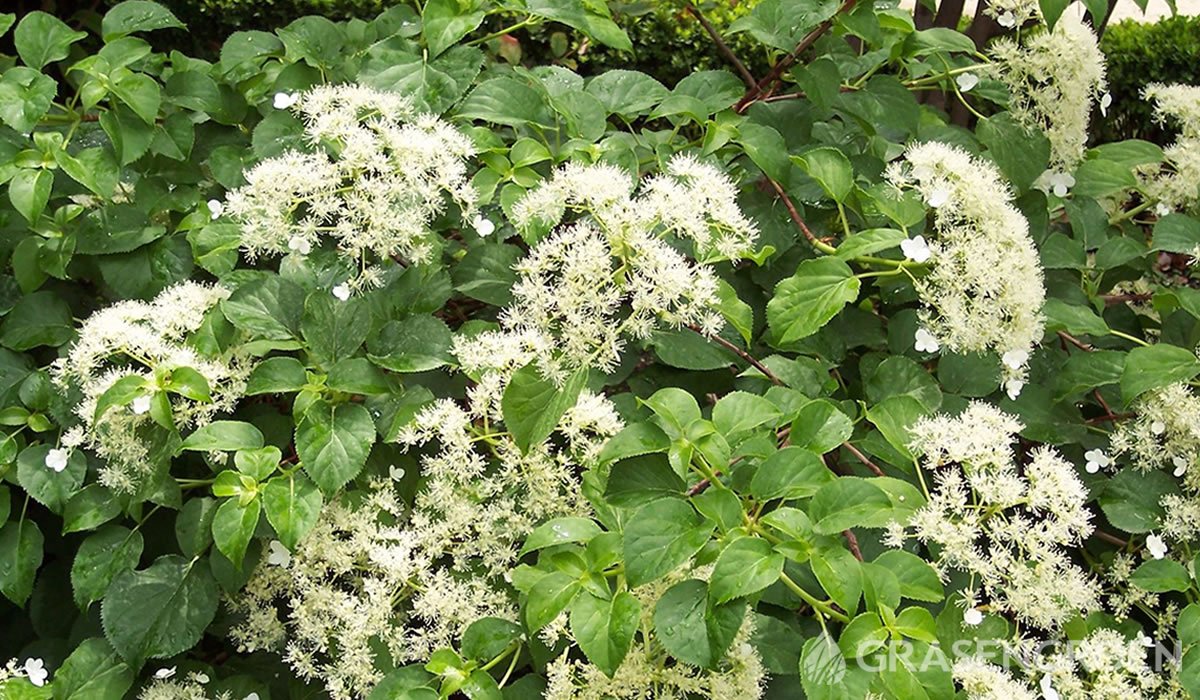 Hydrangeapetiolaris • Gras en Groen website