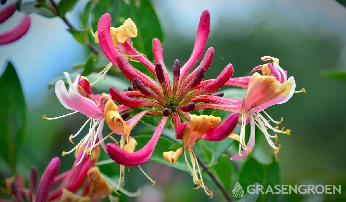 Lonicera • Gras en Groen website