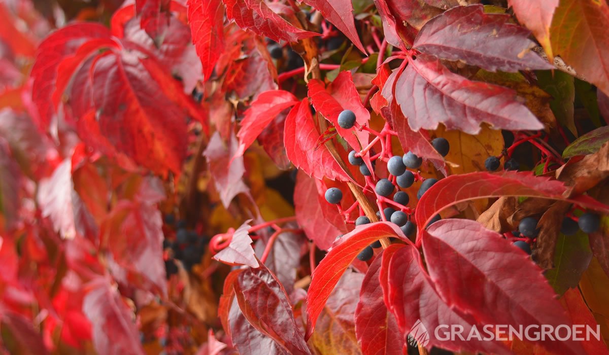 Parthenocissus • Gras en Groen website