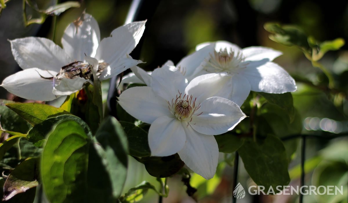 Clematisbosrank • Gras en Groen website