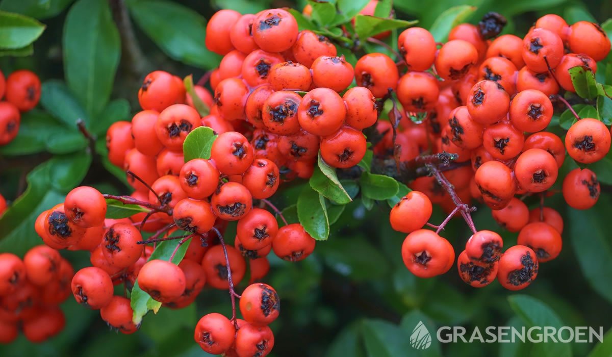 Pyracantha • Gras en Groen website