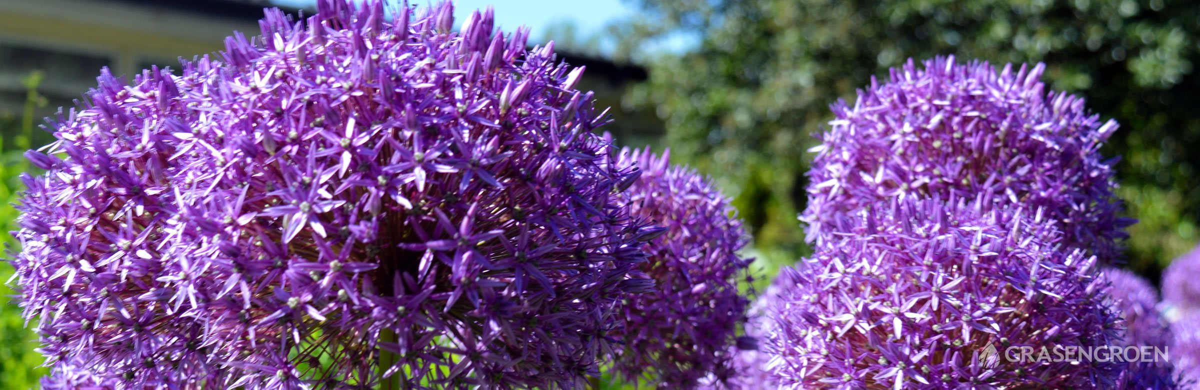 10 paars planten l Gras en Groen