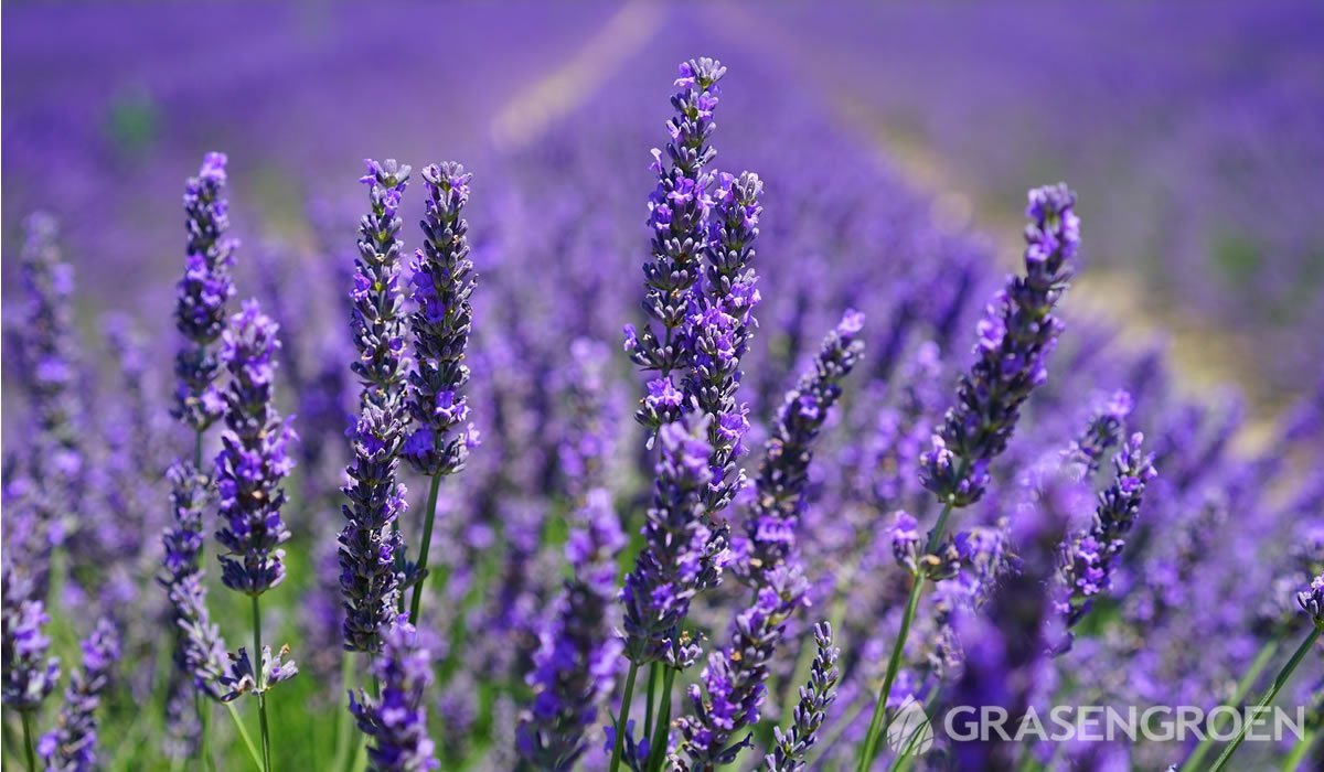 Lavandula • Gras en Groen website