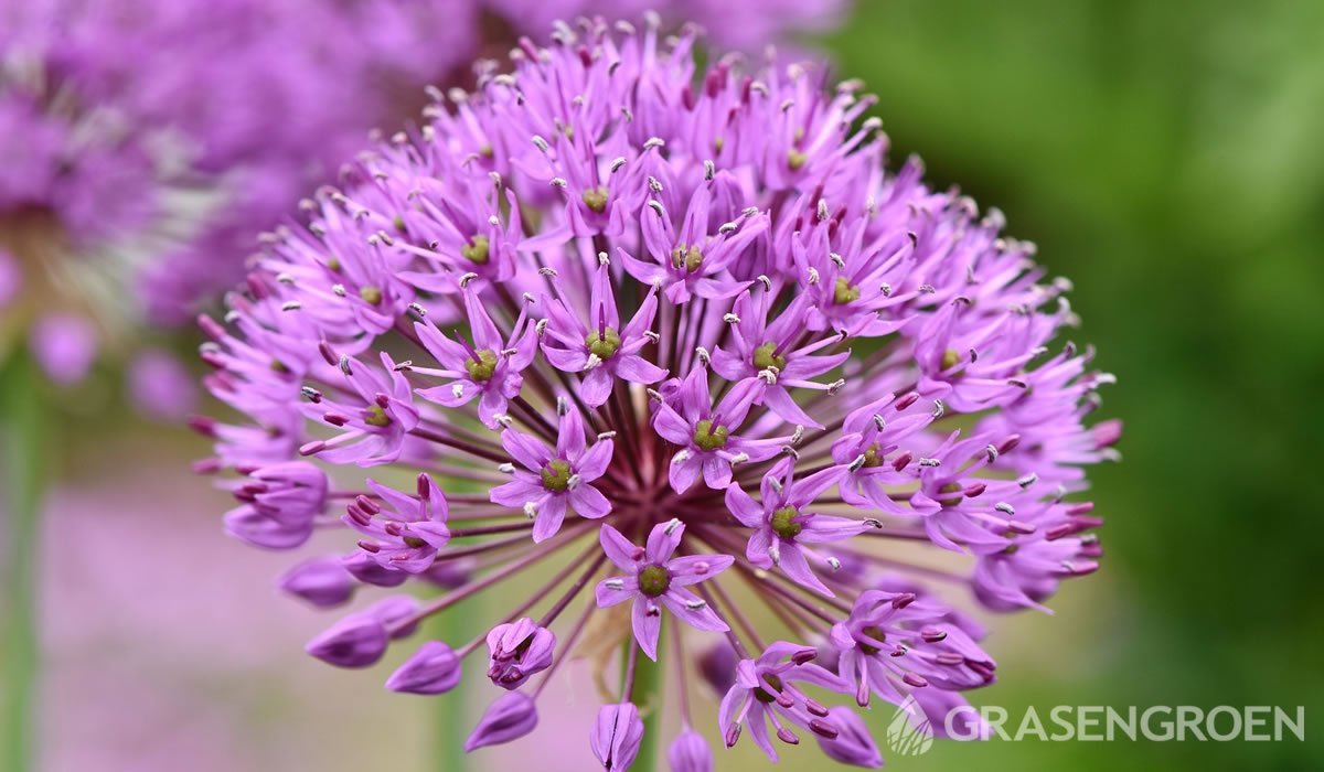 Allium • Gras en Groen website