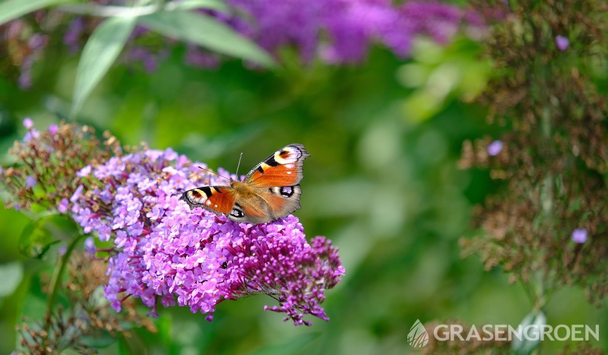 Buddlejadavidii • Gras en Groen website