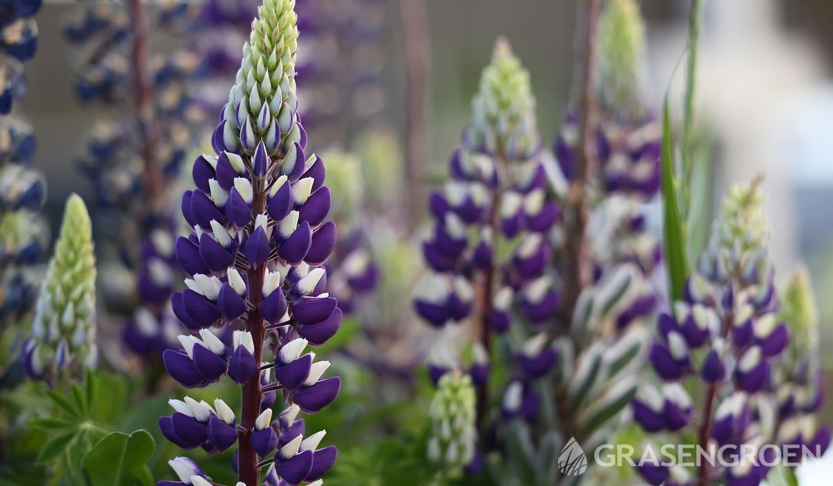 Lupinus • Gras en Groen website