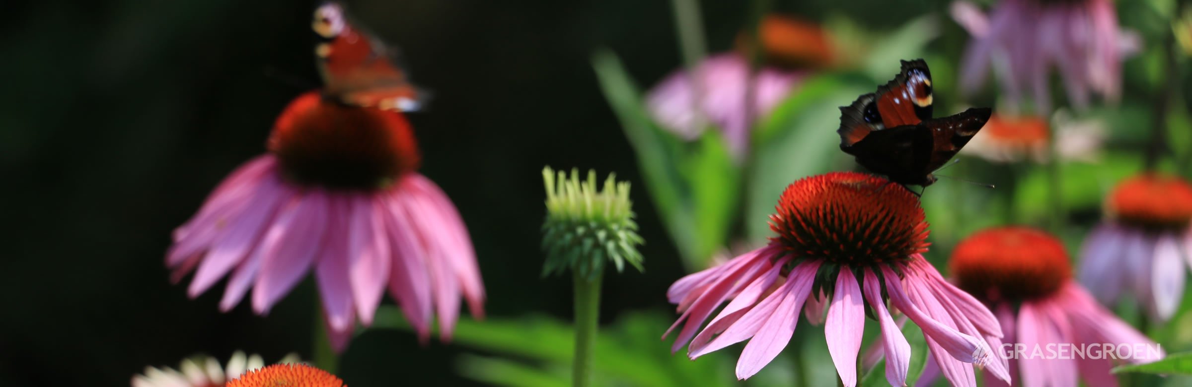 Top10mooisteherfstbloeiers • Gras en Groen website