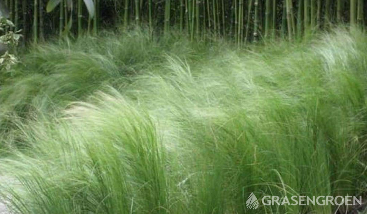 Stipatennuissima • Gras en Groen website