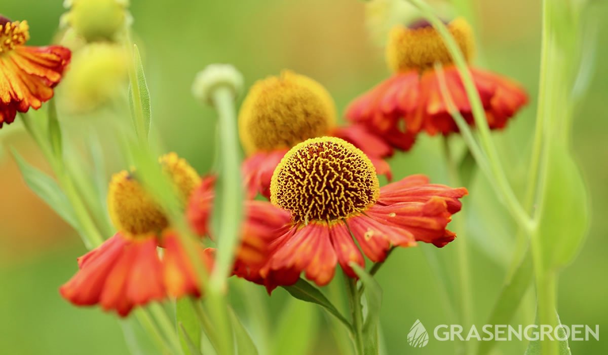 Helenium • Gras en Groen website