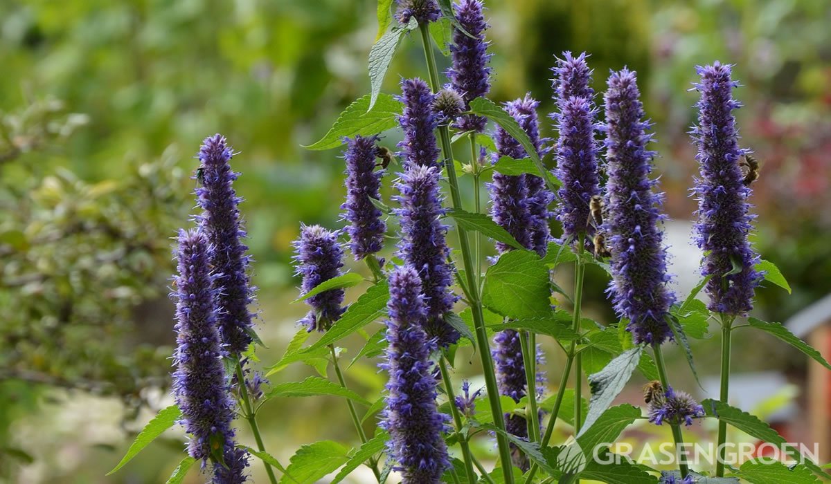 Agastache • Gras en Groen website