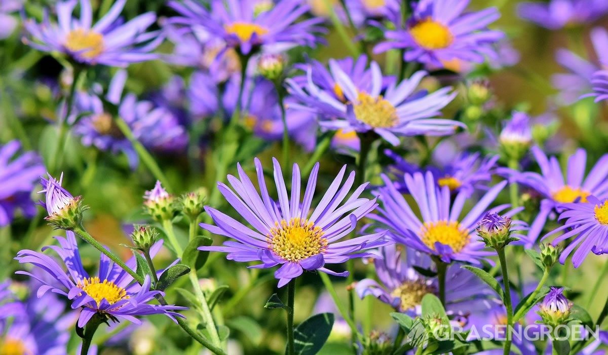 Asterprairieplanten • Gras en Groen website