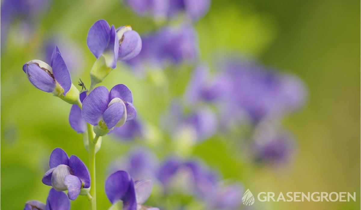 Baptisia • Gras en Groen website